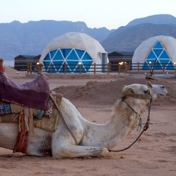 Kamele ruhen sich in Jordanien aus und warten auf ihren nächsten Einsatz