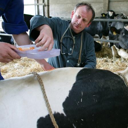 In einem Stall behandelt der Tierarzt Michael Bredow 2007 eine kranke Kuh.