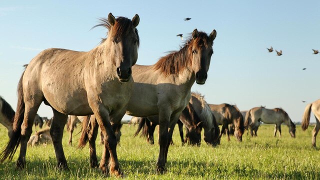 Wildpferde: Im Naturgebiet Oostvaardersplassen leben rund 400 Koniks, eine Rasse, die den ausgestorbenen europäischen Ur-Pferden, den Tarpanen, sehr ähnlich ist.