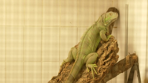 Mittagsmagazin - Letzte Rettung Für Reptilien