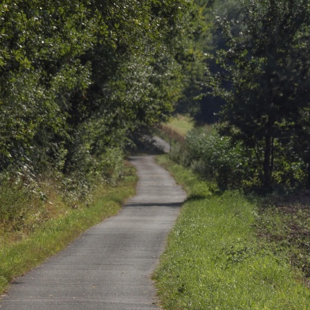 Weg schlängelt sich durch Waldlandschaft in Bocholt-Barlo