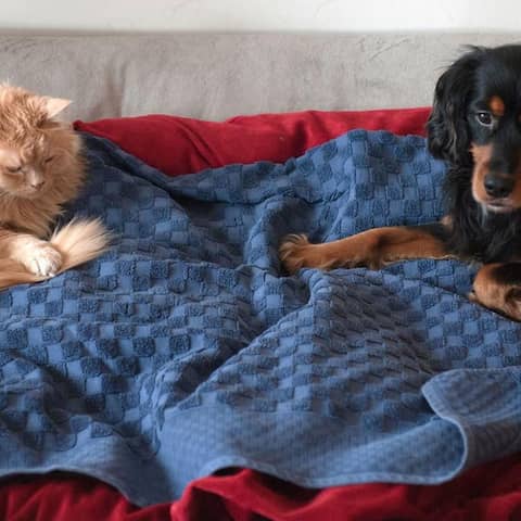 Eine Katze und ein Hund liegen  in einem Körbchen