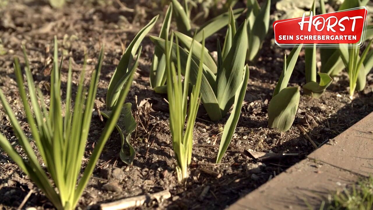 Horst sein Schrebergarten Speise und Blumenzwiebeln im Garten