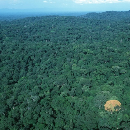 Tropischer Regenwald im Kongo-Becken, Blick auf die Baumkronen aus dem Flugzeug. .