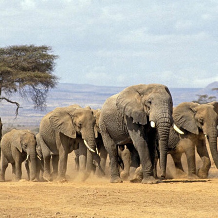 Elefanten - Welche Mythen um die Tiere stimmen und welche nicht