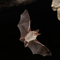 Bechsteinfledermaus (Myotis bechsteinii) im Flug © picture alliance / imageBROKER | Franz Christoph Robiller