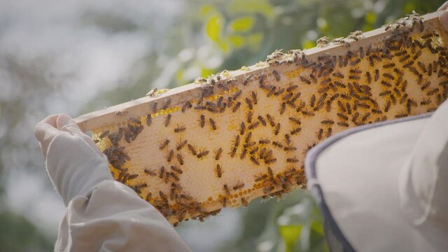 Bienenwabe in den Händen eines Imkers