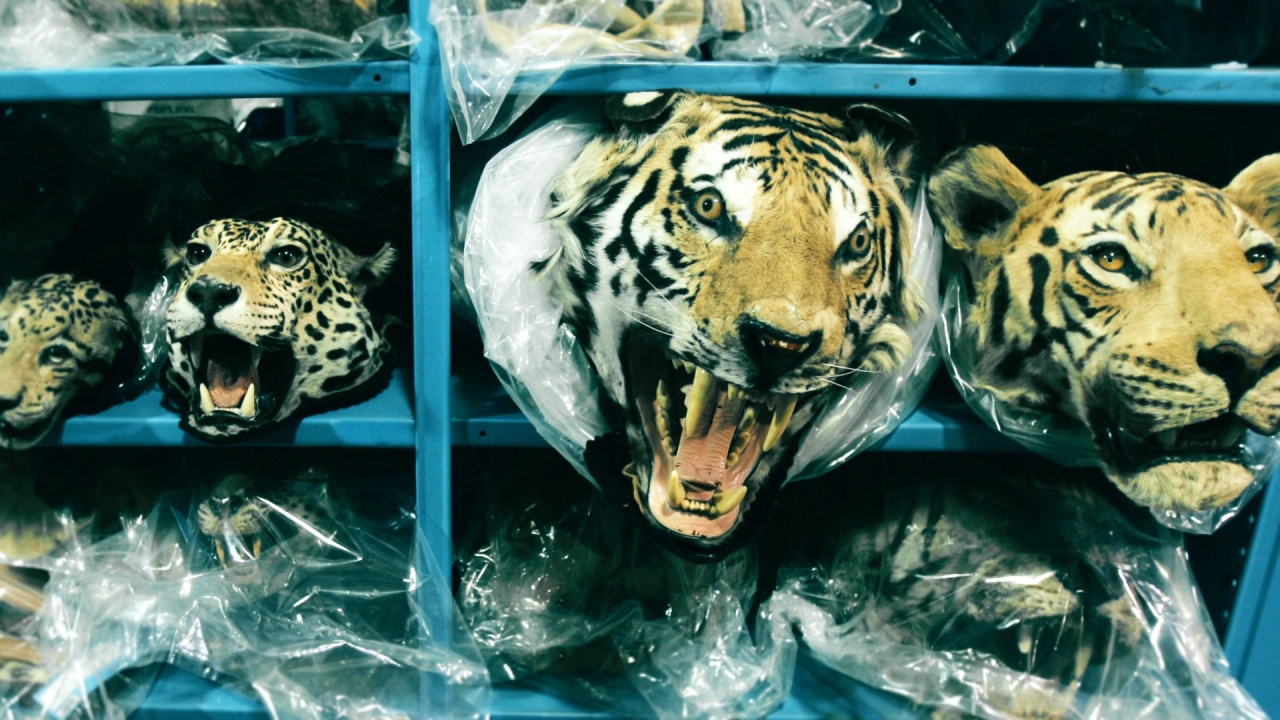 Eco-Crimes: Kampf um die letzten Tiger (3/3)