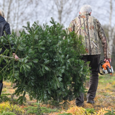 Zwei Personen gehen mit einem Weihnachtsbaum im Wald.