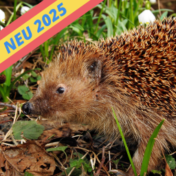 Europäischer Igel nach Winterschlaf vor Märzenbechern