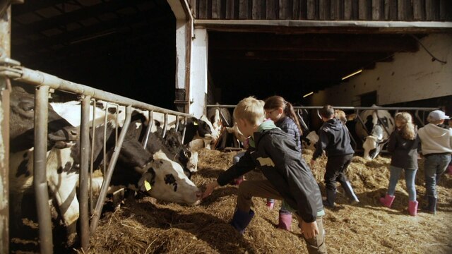 Kinder im Kuhstall mit mehreren Kühen, die Heu fressen