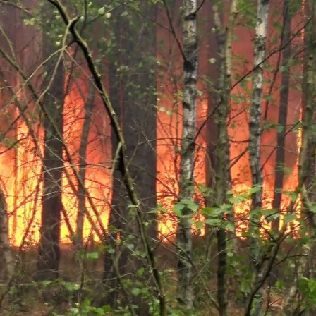 Feuer breitet sich bei einem Waldbrand weiter aus