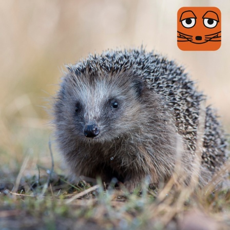 Ein westeuropäischer Igel