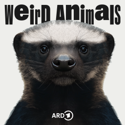 Weird Animals Folge 12: Honigdachs