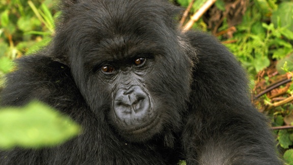 Erlebnis Erde - Gorillas Unter Stress