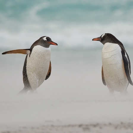 Der Pinguin - eine wegweisende Tierart
Englischer Originaltitel: Directing penguin