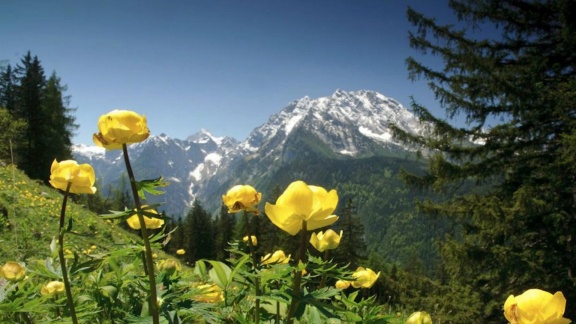 Erlebnis Erde - Wildes Deutschland: Die Berchtesgadener Alpen