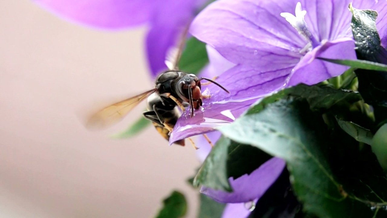 Gefahr für Honigbienen: Asiatische Hornisse breitet sich aus