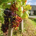 Trauben an einer Weinrebe in Frankreich