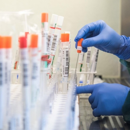 Coronavirus-Testauswertung in einem Labor in Geesthacht in Schleswig-Holstein. Eine Person mit blauen Schutzhandschuhen befüllt Teströhrchen.