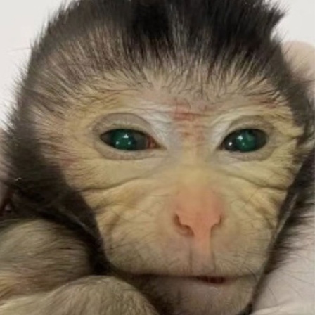 Foto der weltweit ersten Affenchimäre