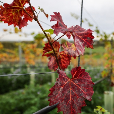 Weinberg in der Eifel