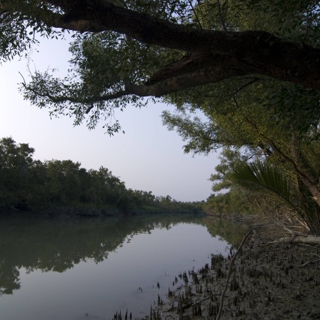 Blick auf die Mangroven in den Sundarbans