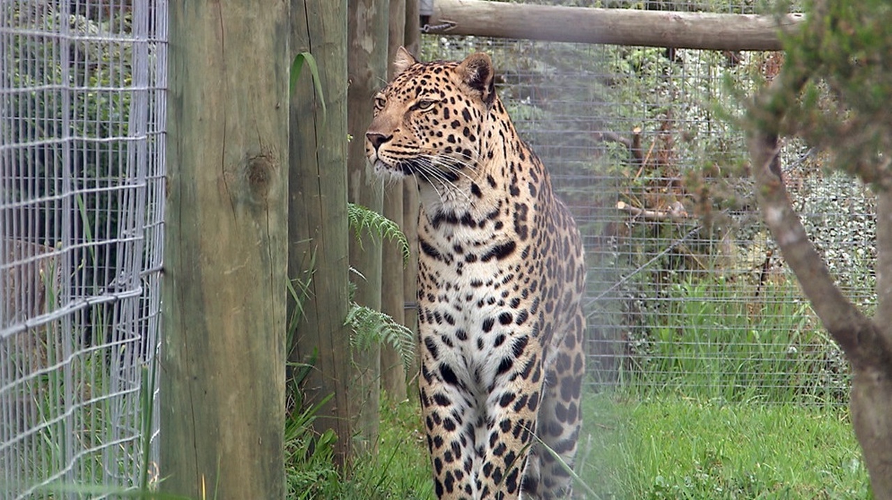 Schnupper-Training für den Leoparden