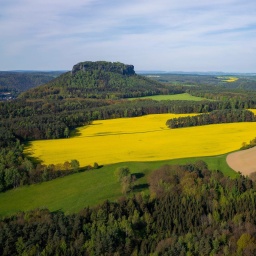 Der Symboldberg für die Sächsische Schweiz, der Lilenstein und blühenden Rapsfeldern. 
