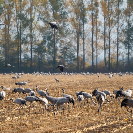 Kraniche auf einem abgeernteten Maisfeld im Rhinluch bei Linum Landkreis Ostprignitz-Ruppin