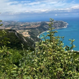 Eine Meereszunge und Bucht in Italien der Region Marken, davor sind Sträucher und Grün vor dem blauen Hintergrund des Meeres zu erkennen