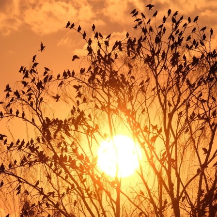 Stare fliegen zu einem Baum, während im Hintergrund die Sonne untergeht.