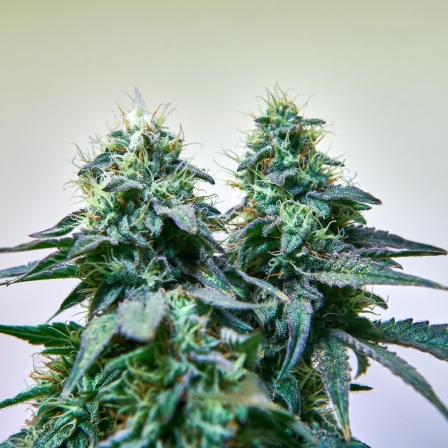 Legalisierung von Cannabis, Omikron-Booster, Grüne Chemie, Sternenhimmel im Juli