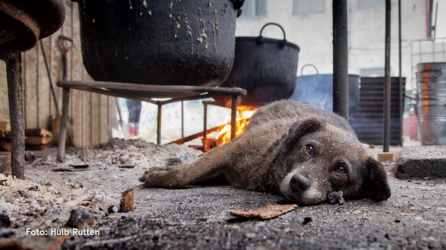 Profi-Foto von Tierfotograf Huib Rutten: Ein Hund liegt draußen auf einem mit Asche bedeckten Boden vor offenen Feuerstellen mit Eisentöpfen