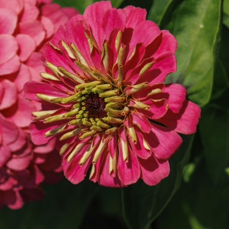 Zwei rote Blumen in Nahaufnahme, die üppig und farbenprächtig blühen.