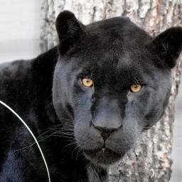 Die Tierdocs: Jaguar trägt Hüte