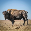#20 Oklahoma - Büffel, Tallgrass Prairie, Woody Guthrie & Chickasaw