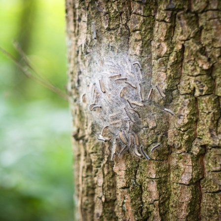 Nest von Eichenprozessionsspinnern an einer Eiche in Düsseldorf