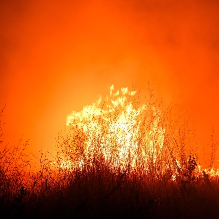 Brennendes Gestrüpp bei einem Feuer im Wald.