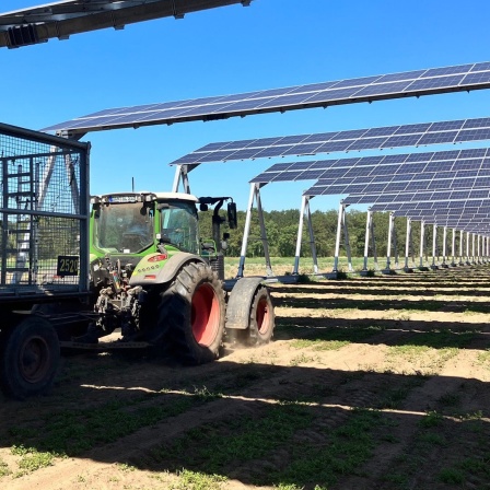 Ein Trecker fährt unter Solarmodulen auf einem Acker entlang.