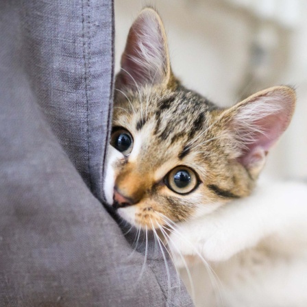 Katze schaut hinter einem Stück Stoff hervor.