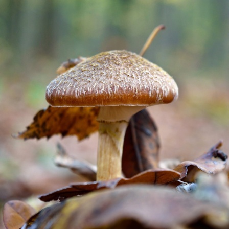 Ein Pilz steht auf Waldboden