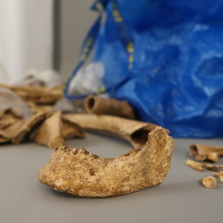 Knochenfragmente, die vermutlich aus einer archäologischen Grabung in Niedersachsen stammen, sind vor Kurzem in einer Ikea-Tasche der Fuldaer Stadt- und Kreisarchäologie übergeben worden. Die Knochen sind die sterblichen Überreste eines Menschen, der offenbar vor rund 1500 Jahren lebte.