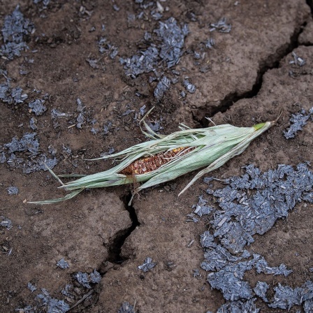Ein Maiskolben liegt auf dem trockenen Acker. Die Trockenheit in diesem Sommer setzt der Maisernte in Niedersachsen zu. 