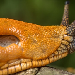 Nahaufnahme einer Nacktschnecke