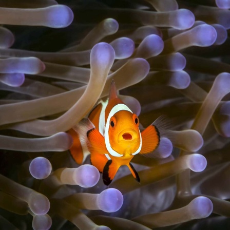 Clownfish (Amphiprioninae) in Anenome