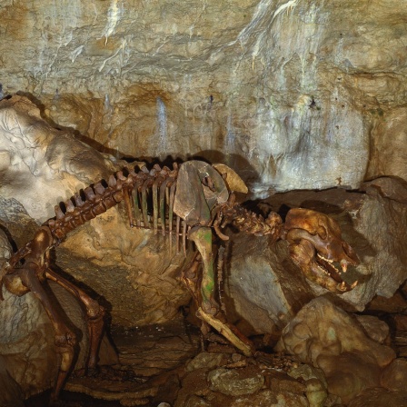 Schwäbische Alb Bärenhöhle