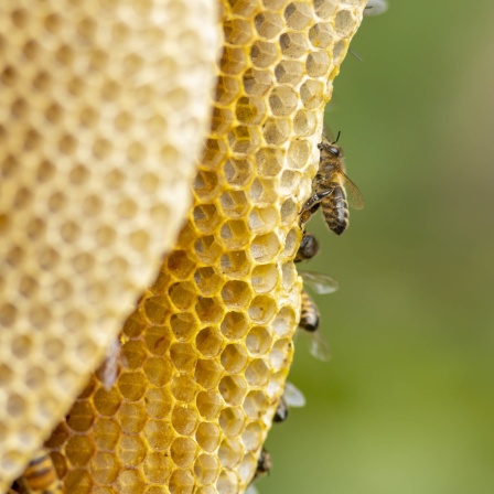 Das Bild zeigt Bienen und eine Honigwabe.