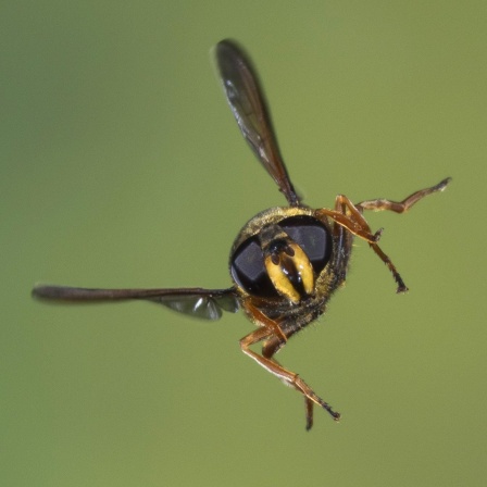 Naturschauspiel: Diese Milliarden-Wanderung hat noch niemand gesehen - bis jetzt! | Schwebfliegen und Insekten wandern in Massen (50)