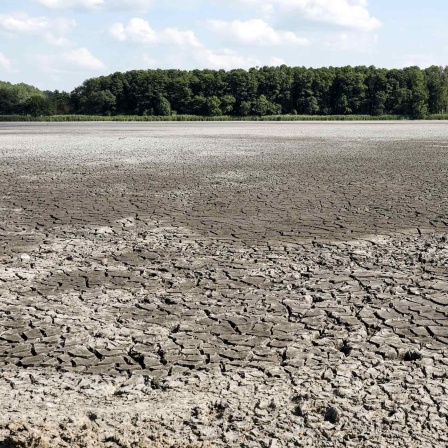 Reckahn, 09.08.2022: ausgetrockneter Fischteich in Reckahn in Brandenburg (Bild: picture alliance / Jochen Eckel)